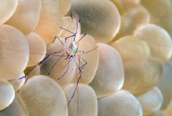 Bubble coral shrimp. Taken with Nikon D300, Sigma 105mm +... by Dray Van Beeck 